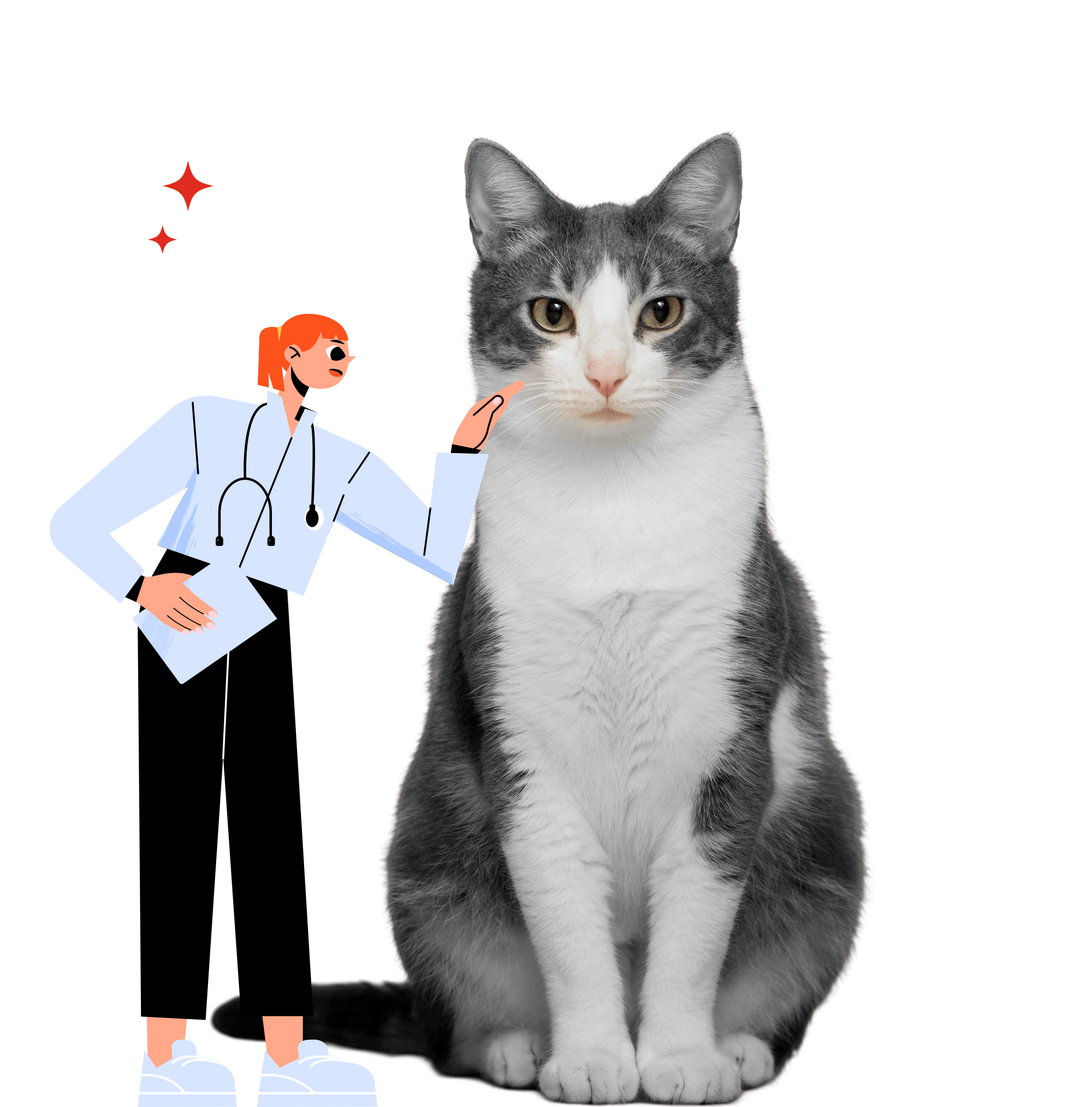 Especialistas en medicina felina